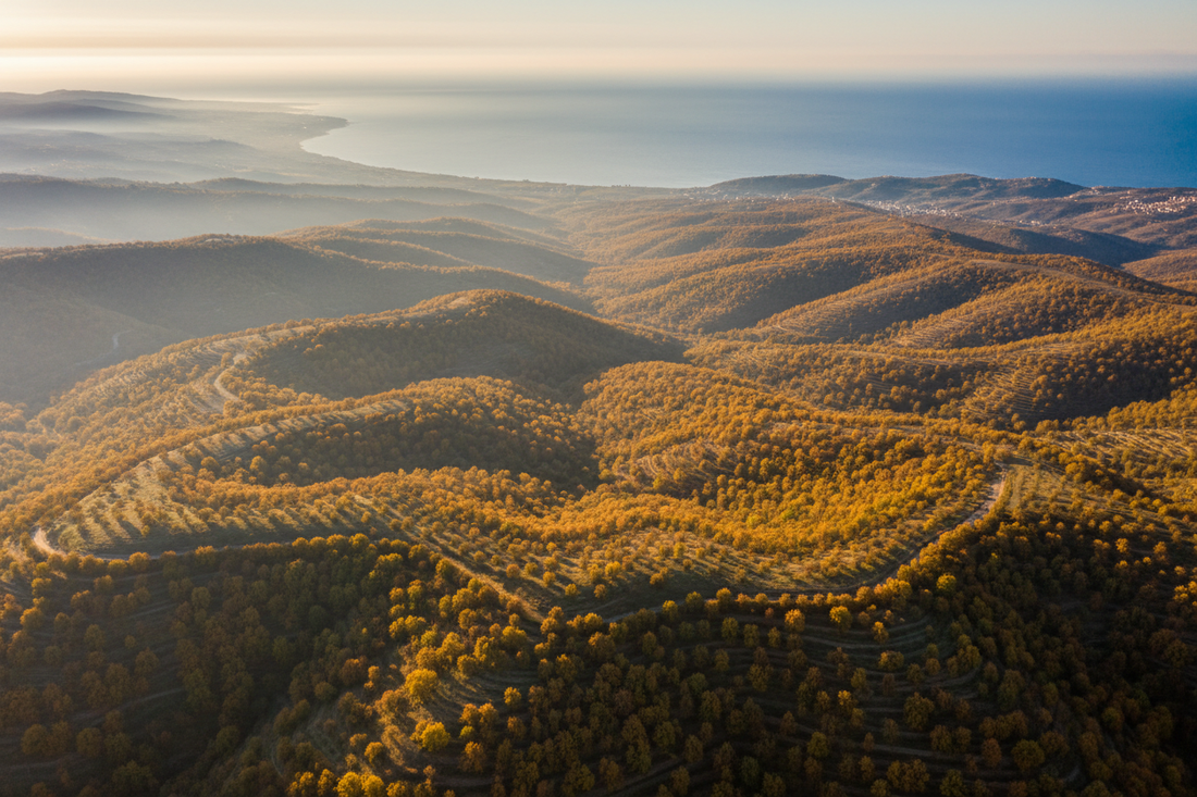 Aerial view of Giresun hazelnut orchards covering Black Sea hillsides at golden harvest season — world’s finest hazelnuts — Benjamin’s Gardens wholesale