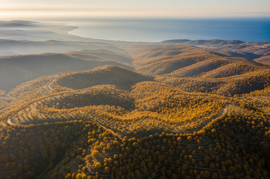 Aerial view of Giresun hazelnut orchards covering Black Sea hillsides at golden harvest season — world’s finest hazelnuts — Benjamin’s Gardens wholesale